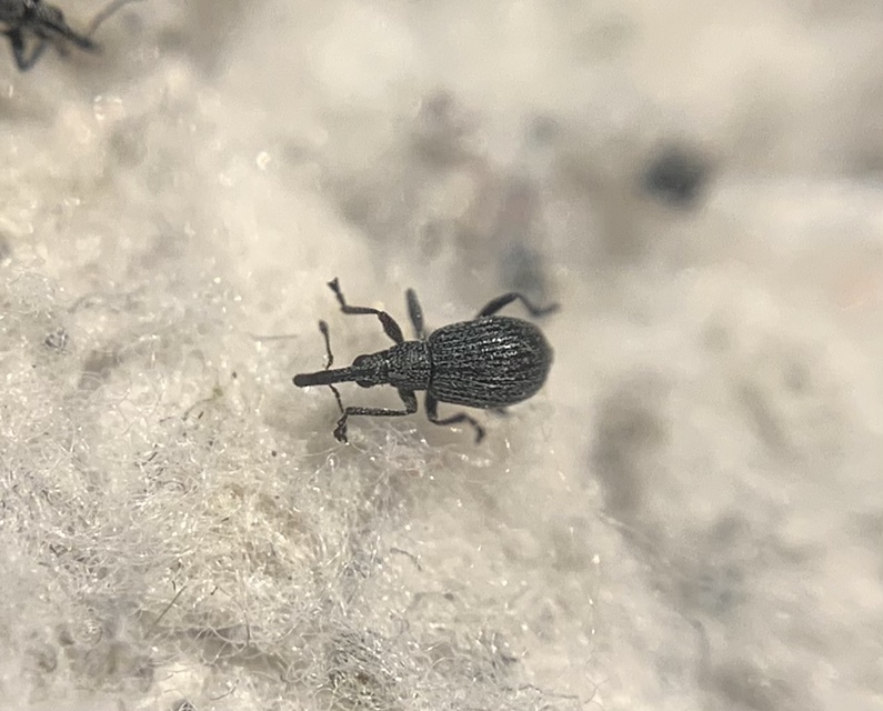 Holotrichapion ononis - szakállas cickányormányos