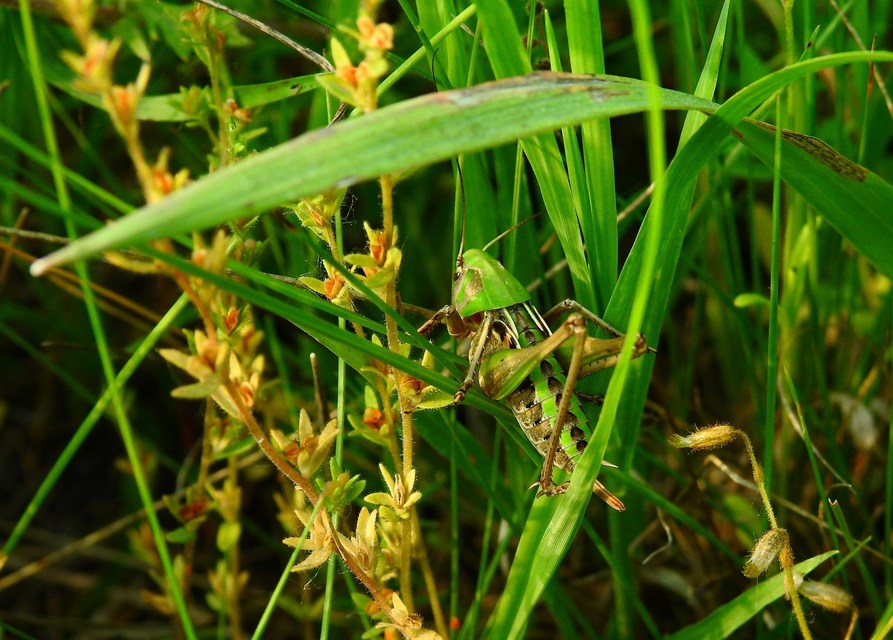 Decticus verrucivorus - szemölcsevő szöcske