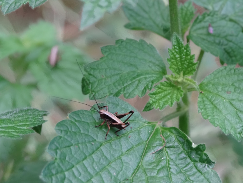 Pholidoptera griseoaptera - szürke avarszöcske