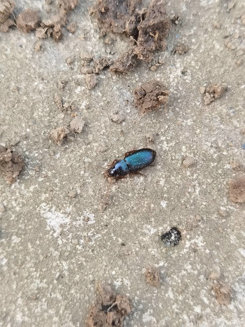 Ophonus azureus - azúrkék bársonyfutó
