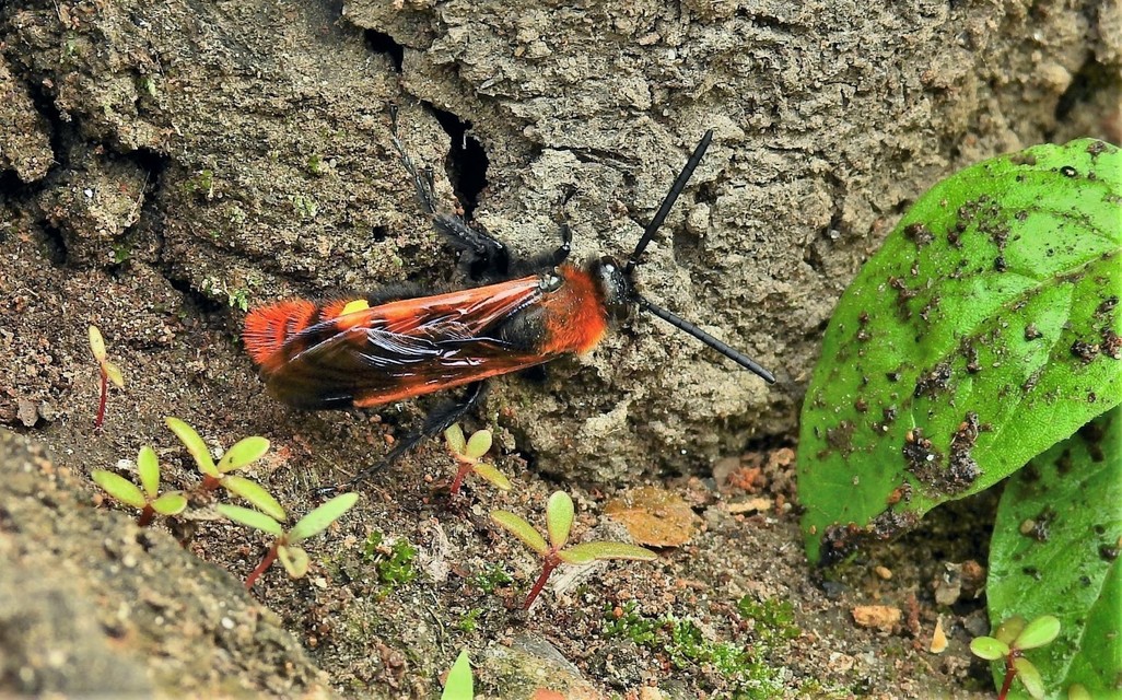 Megascolia maculata - óriás-tőrösdarázs