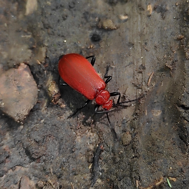 Pyrochroa serraticornis - közép-bíborbogár