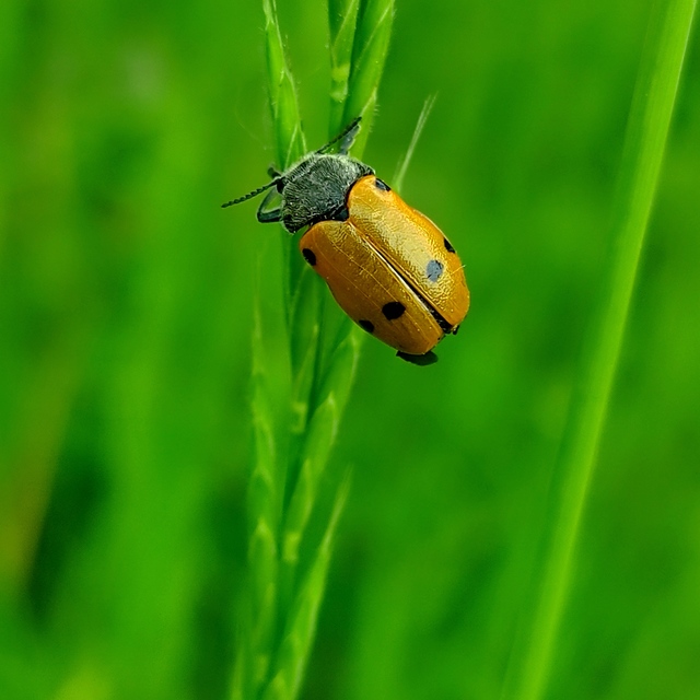 Lachnaia sexpunctata - szőrösnyakú zsákhordóbogár