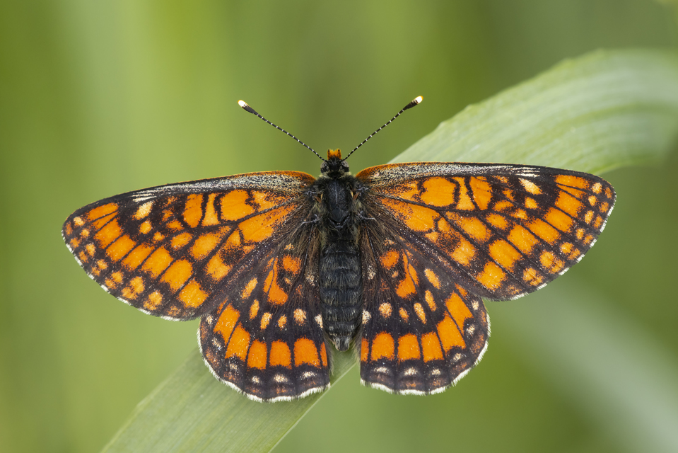Euphydryas maturna - díszes tarkalepke