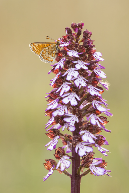 Euphydryas aurinia - lápi tarkalepke