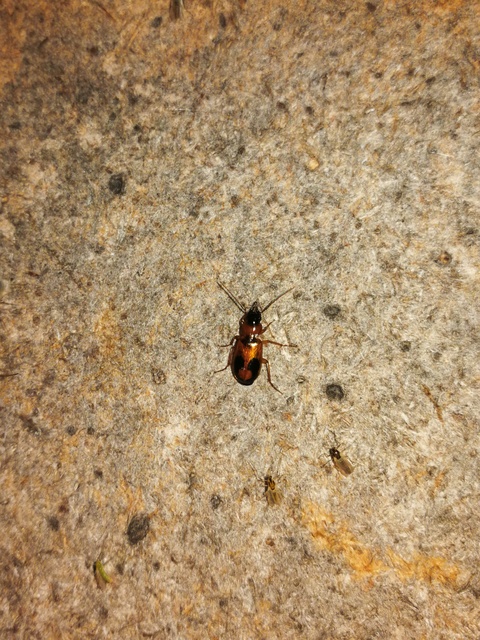 Badister meridionalis - közönséges posványfutonc