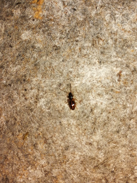 Anthracus consputus - nyerges kisdedfutó