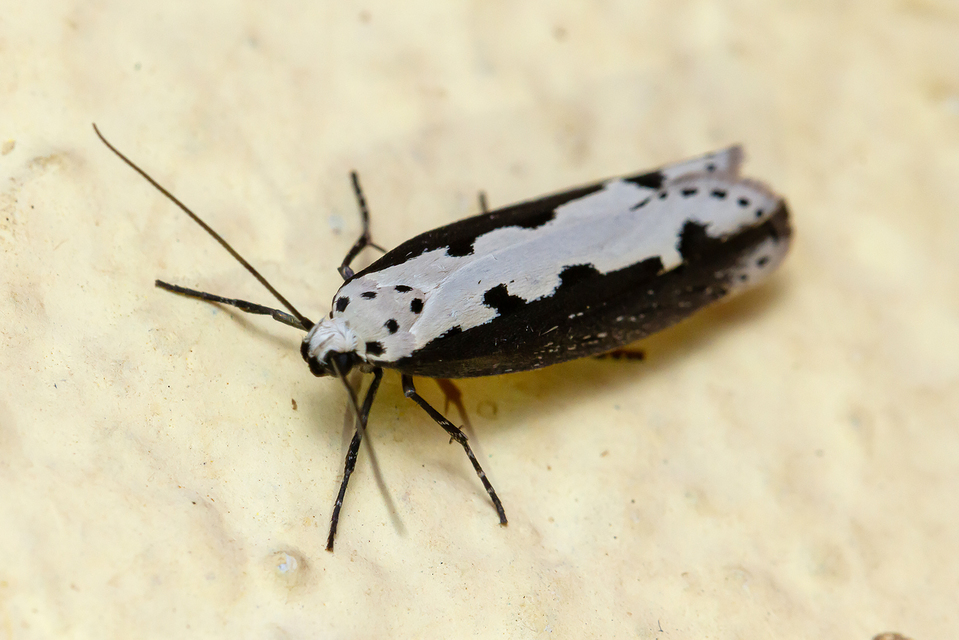 Ethmia bipunctella - kétpettyes feketemoly