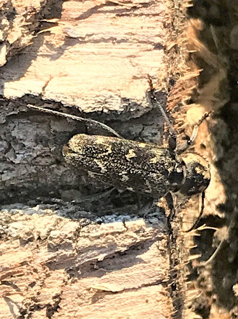 Xylotrechus rusticus - egérszínű darázscincér