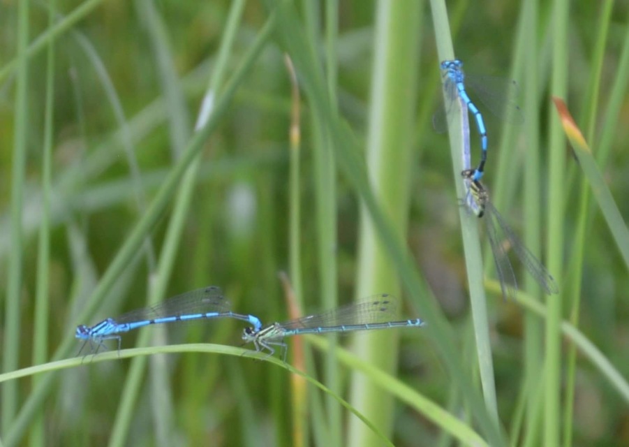 Coenagrion puella - azúrkék légivadász