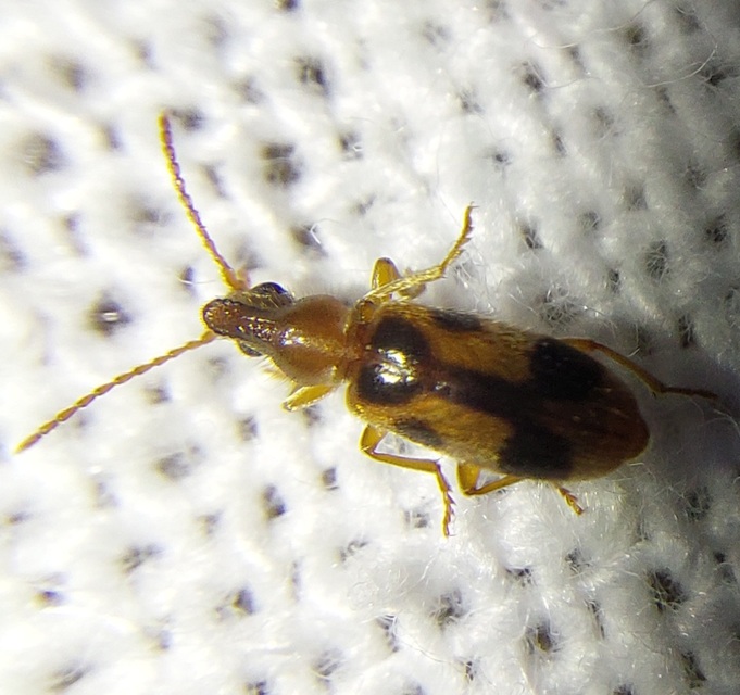 Notoxus monoceros - sárgahasú nyakszarvúbogár