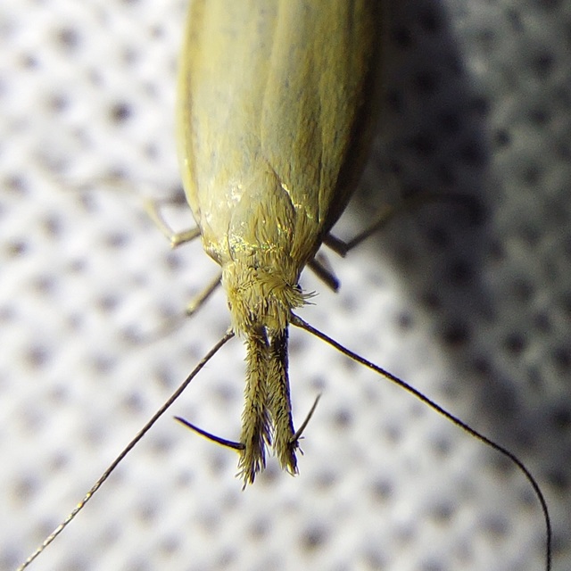 Pleurota