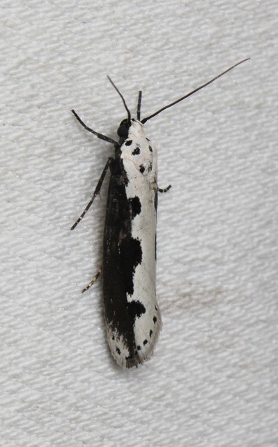 Ethmia bipunctella - kétpettyes feketemoly