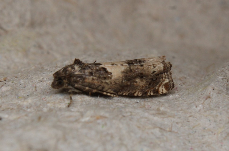 Epiblema