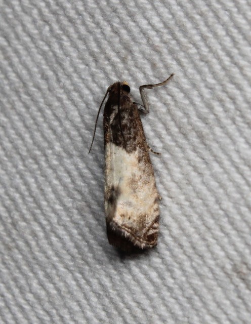 Notocelia cynosbatella - rózsahajtás-tükrösmoly