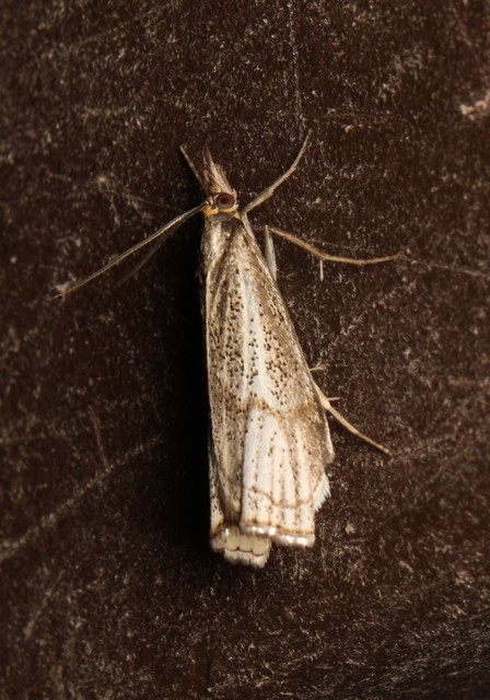 Thisanotia chrysonuchella - tavaszi fűgyökérmoly