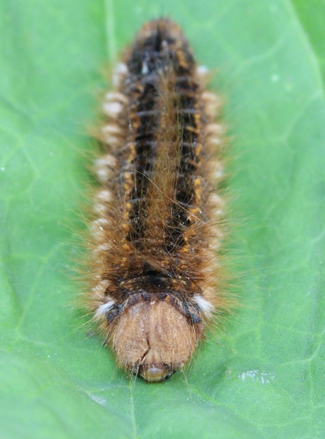 Euthrix potatoria - szomjas pohók