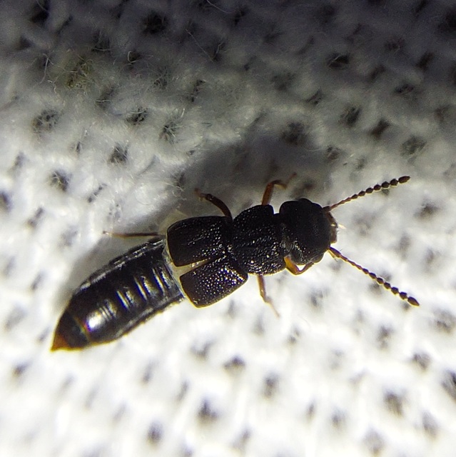 Anotylus rugosus - rovátkáshátú korhóholyva Anotylus rugosus - rovátkáshátú korhóholyva