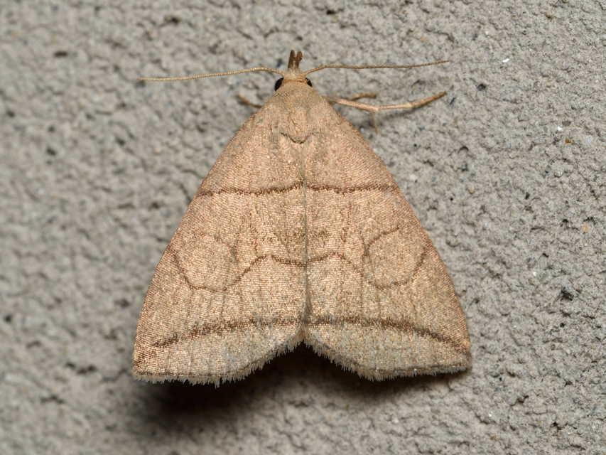 Herminia grisealis - ligeti karcsúbagoly