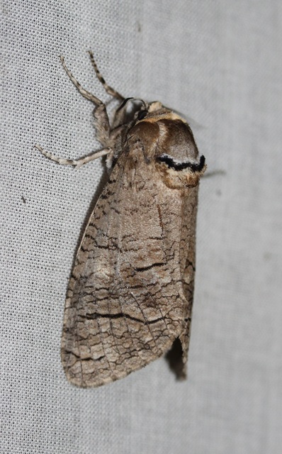 Cossus cossus - fűzfarontólepke