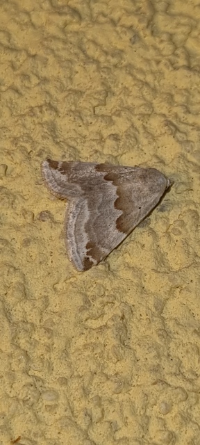 Eublemma amoena - zöldes törpebagoly