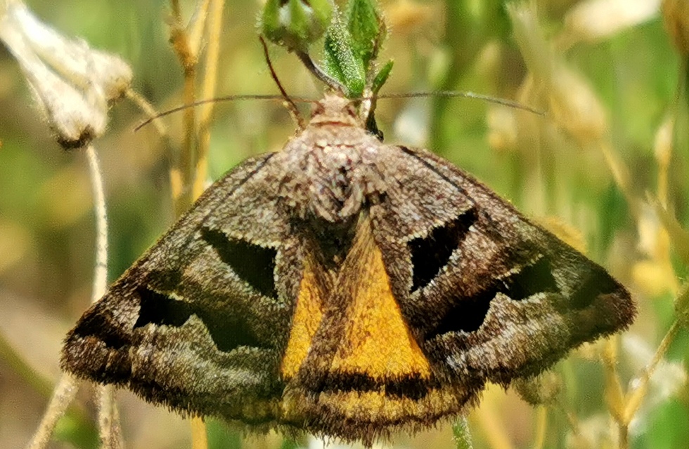 Gonospileia triquetra - kakukkfű-nappalibagoly