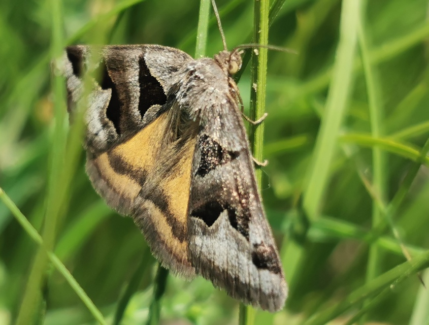 Gonospileia triquetra - kakukkfű-nappalibagoly