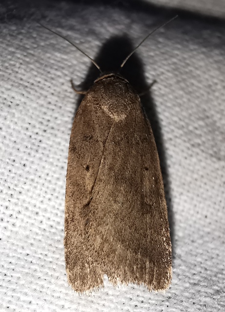 Athetis gluteosa - nyugtalan lápibagoly