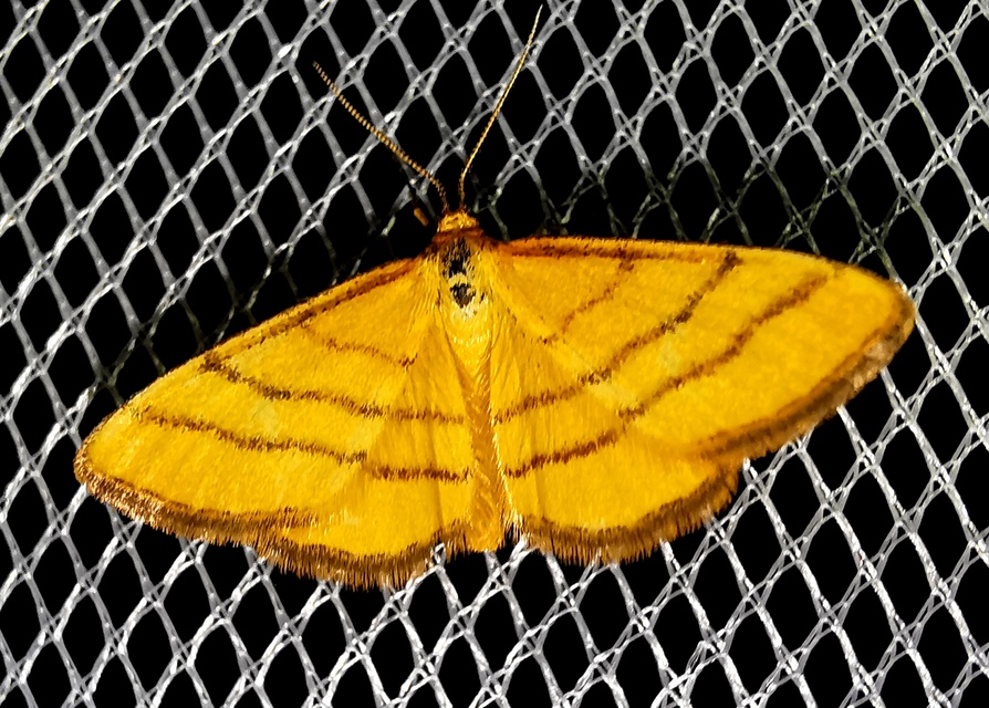 Idaea aureolaria - aranyos sávosaraszoló