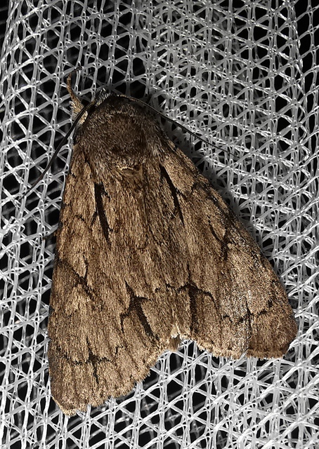 Acronicta tridens - barnás szigonyosbagoly