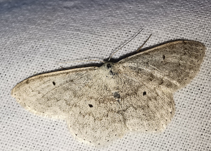 Scopula incanata - hamvas sávosaraszoló