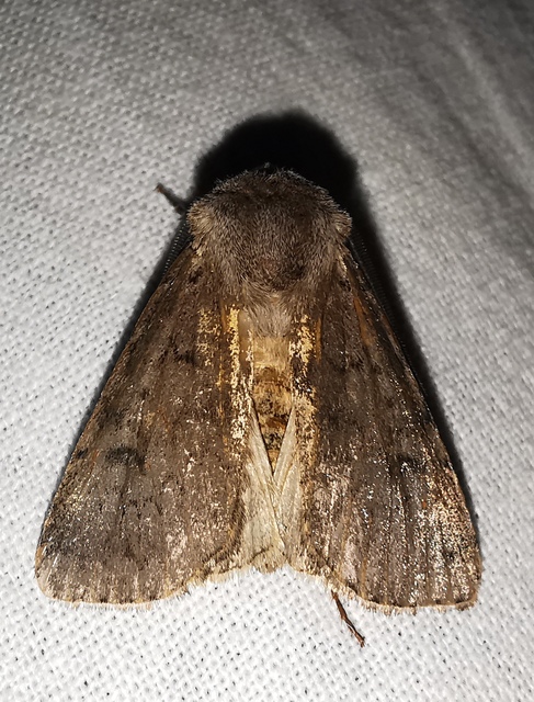 Agrotis cinerea - szürkés földibagoly