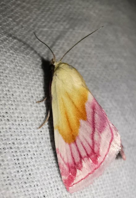 Eublemma purpurina - bíboros törpebagoly