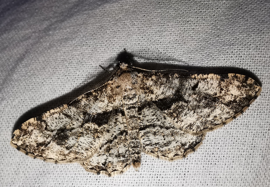 Peribatodes umbraria - fagyal-faaraszoló