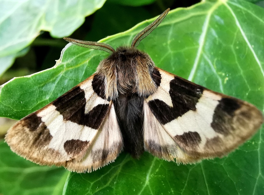 Watsonarctia deserta - tarka medvelepke