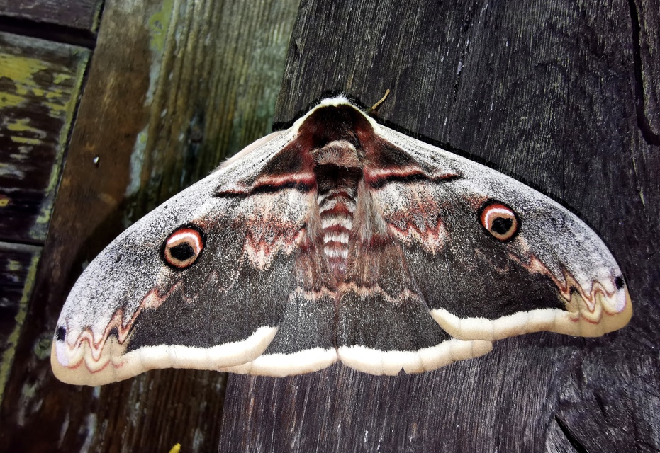 Saturnia pyri - nagy pávaszem