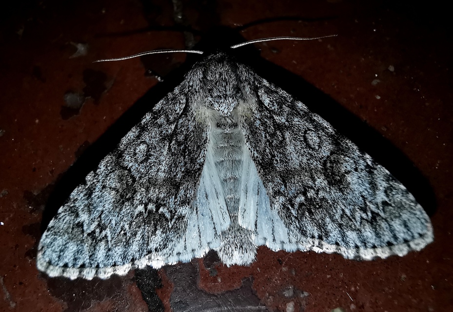 Acronicta aceris - vadgesztenye-szigonyosbagoly