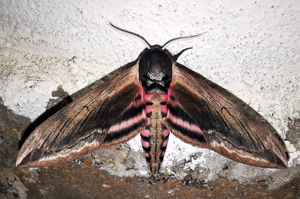 Sphinx ligustri - fagyalszender