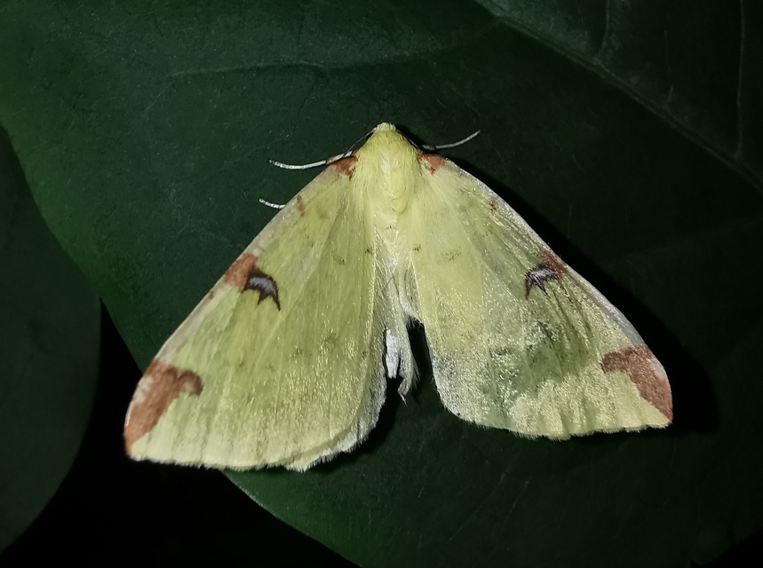 Opisthograptis luteolata - citromsárga araszoló