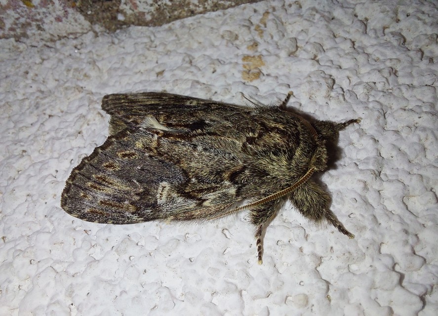 Peridea anceps - füstös púposszövő