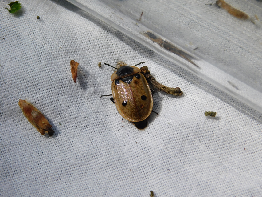 Dendroxena quadrimaculata - négypettyes dögbogár