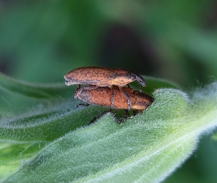 Lixus brevipes - vaskosorrú dudvabarkó
