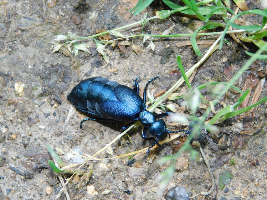 Meloe violaceus - kék nünüke