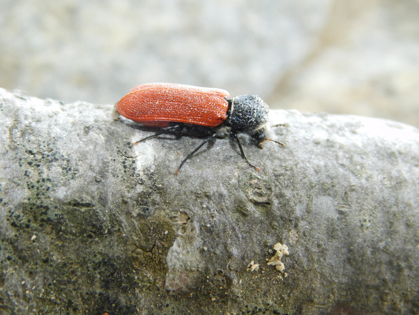 Bostrichus capucinus - piros csuklyásszú