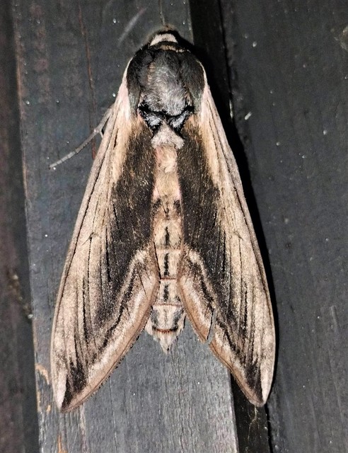 Sphinx ligustri - fagyalszender