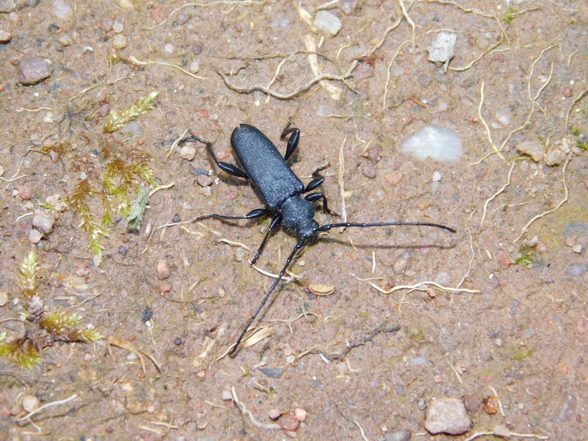 Ropalopus macropus - kis facincér Ropalopus macropus - kis facincér