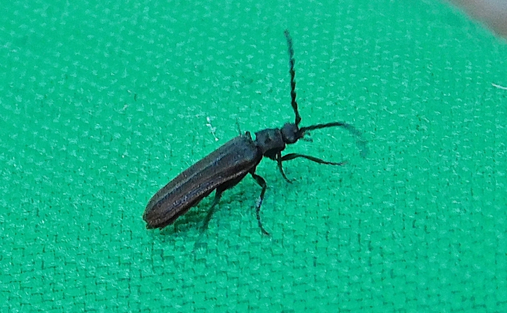 Omalisus fontisbellaquaei - közönséges álhajnalbogár