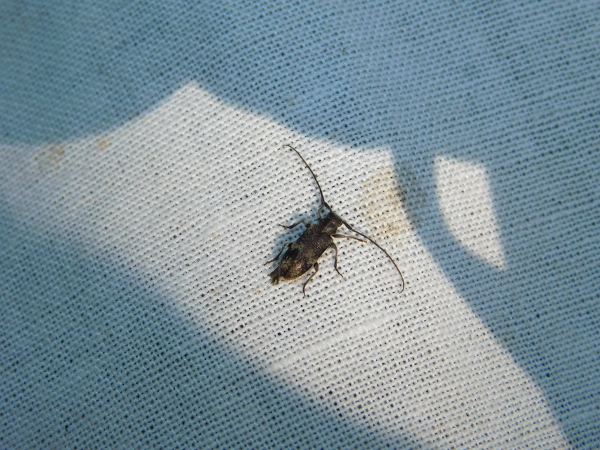 Exocentrus adspersus - tölgyfa-rőzsecincér