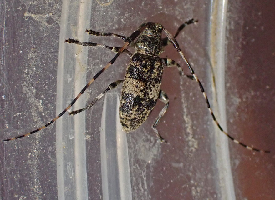 Leiopus nebulosus - öves gesztcincér
