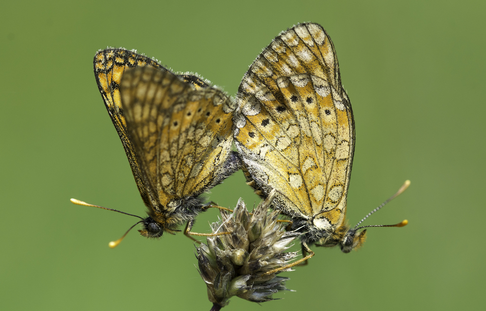 Euphydryas aurinia - lápi tarkalepke
